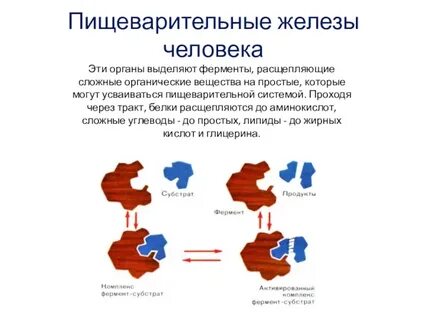 Ферменты человека