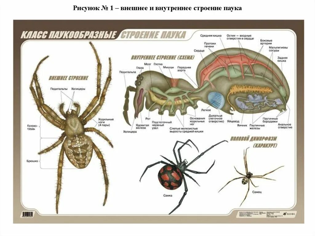 Усики ракообразных паукообразных. Строение паукообразных таблица. наглядное пособие. биология. строение паука. строение паукообразных 7 класс биология. строение членистоногих паукообразных.