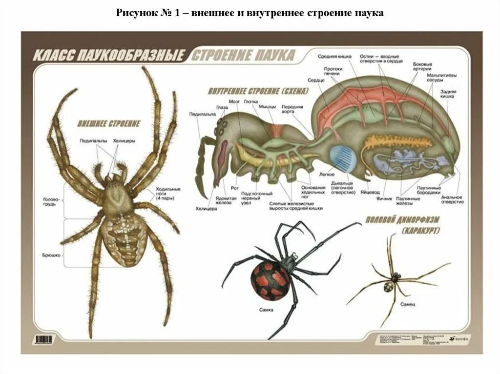 Внешнее строение паукообразных. Внутреннее строение паукообразных. Внешнее строение паукообразных 7 класс биология таблица. Внутреннее строение паукообразных 7 класс биология. Ракообразные паукообразные насекомые конечности