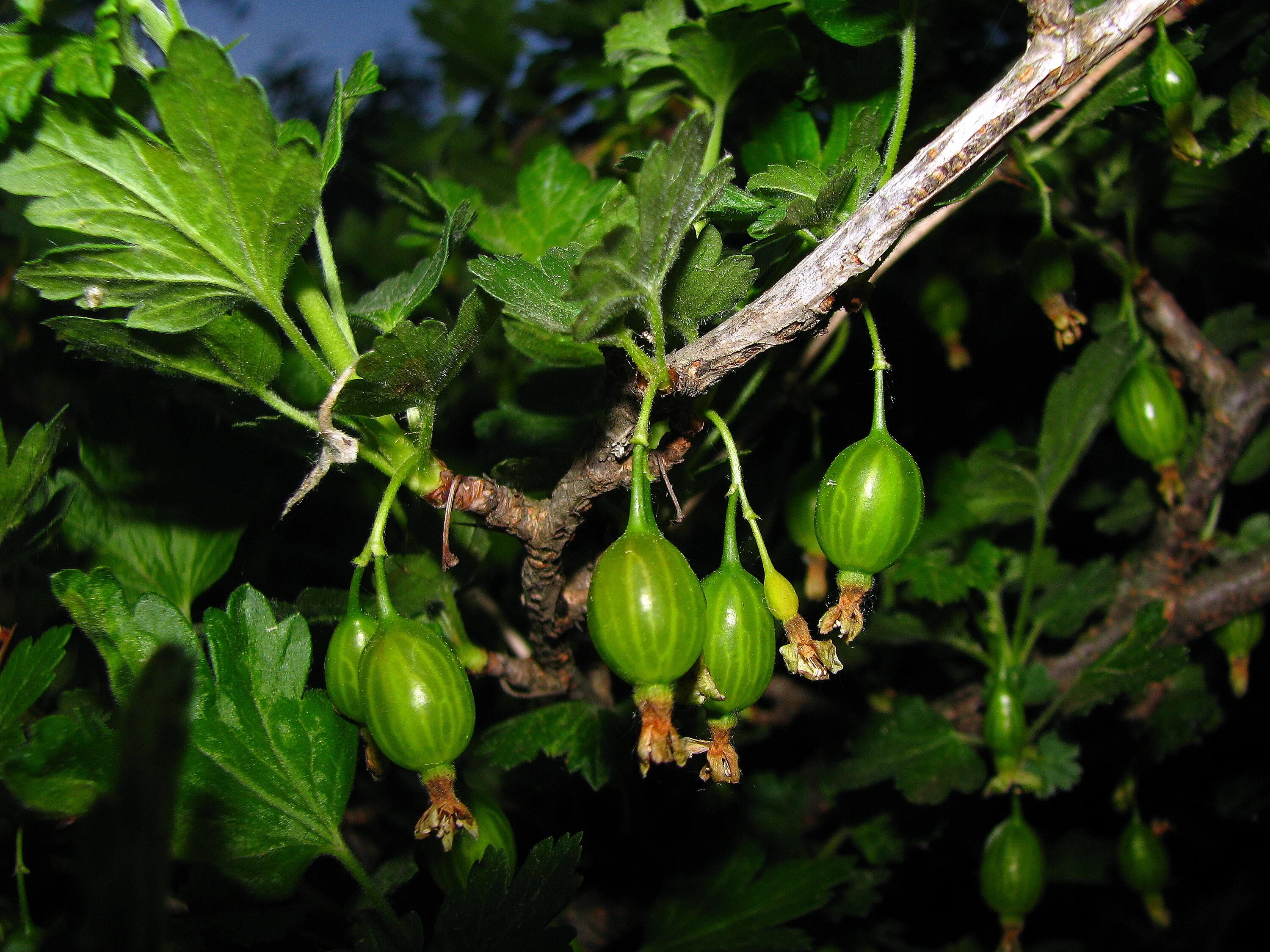 ветка крыжовника. гибрид киви и крыжовника. крыжовник уральский бесшипный. крыжовник разбор. крыжовник малахит цветение.