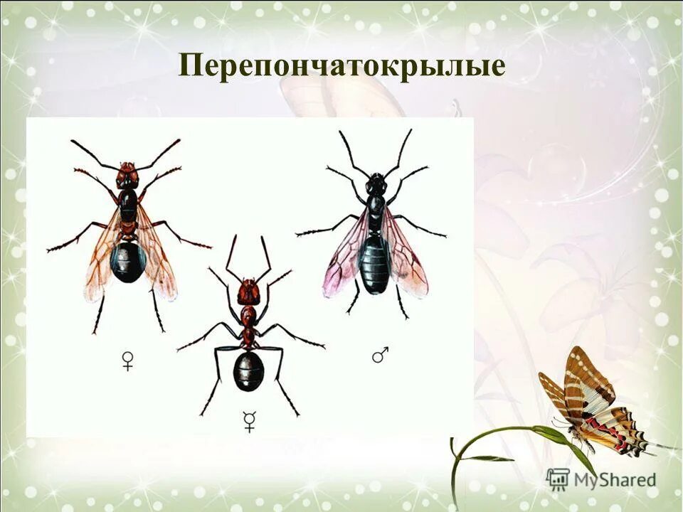 отряд перепончатокрылые тип развития. отряд перепончатокрылые тип развития. перепончатокрылые насекомые характеристика. отряд перепончатокрылые представители список. внешнее строение рыжего лесного муравья.