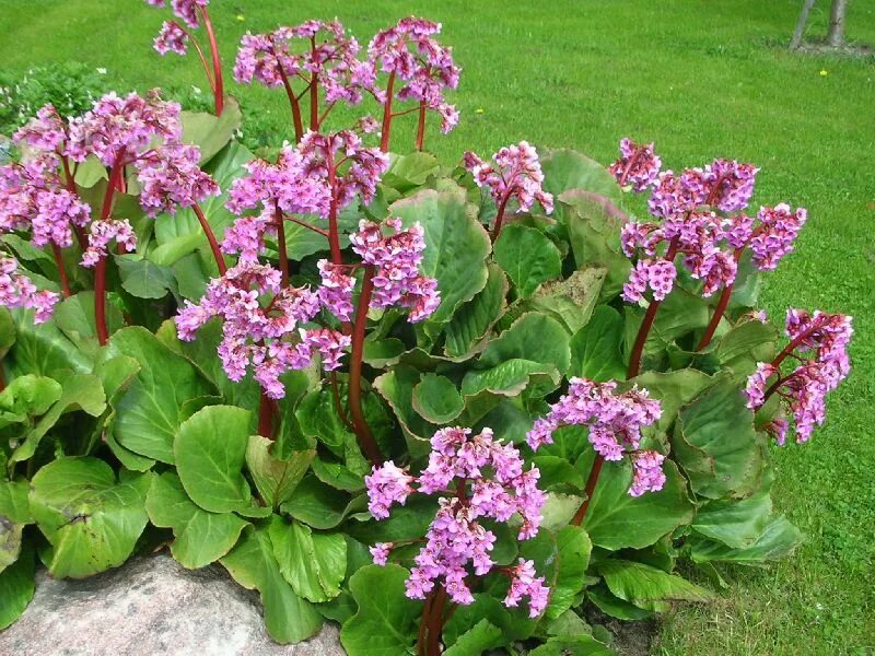 Бадан сердцелистный rotblum. Бадан Ротблюм. Бадан сердцелистный (Bergenia cordifolia). Бадан сердцелистный Пурпуреа. Цветок бадан фото и описание