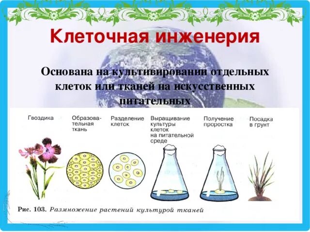 Клеточная инженерия в селекции. Клеточная инженерия в селекции