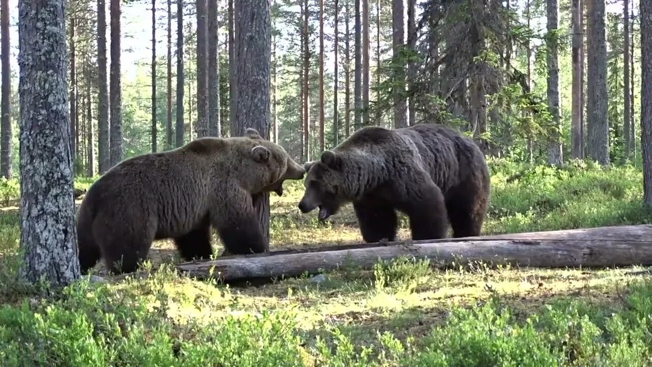 Лось и 2 медведя. Схватка двух медведей. Бурый медведь против лося. Медведи дерутся.