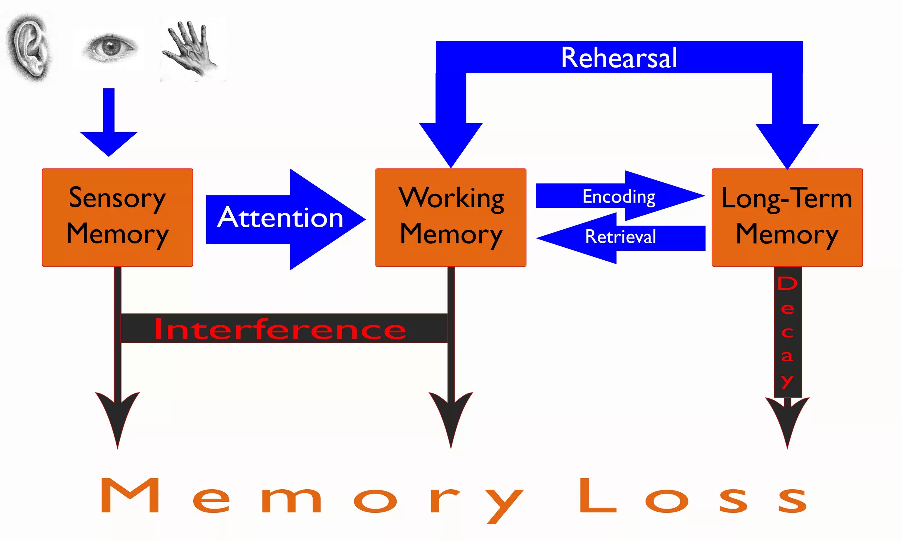 Article memory. Sensory memory. sensor memory. long term memory working memory. mechanism of short term memory.