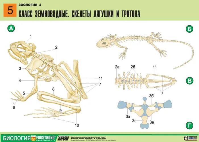 Строение скелета отделы пресмыкающихся. Скелет лягушки отделы позвоночника. Строение скелета амфибий. Схема опорно двигательной системы земноводных. Строение скелета земноводных.
