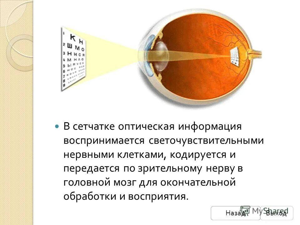 Место выхода зрительного нерва не воспринимающее лучей. Оптическая информация. Восприятие и обработка сигналов в сетчатке.. Восприятие и обработка сигналов в сетчатке физиология. Изображение на сетчатке физиология.