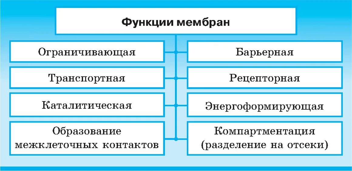 Функция оболочки кратко. Функции оболочки. функции мембраны таблица. тест по функциям оболочек клеток.