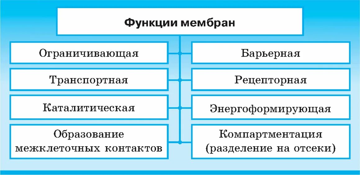 Функции оболочки. Функции мембраны таблица.