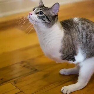 Котик без