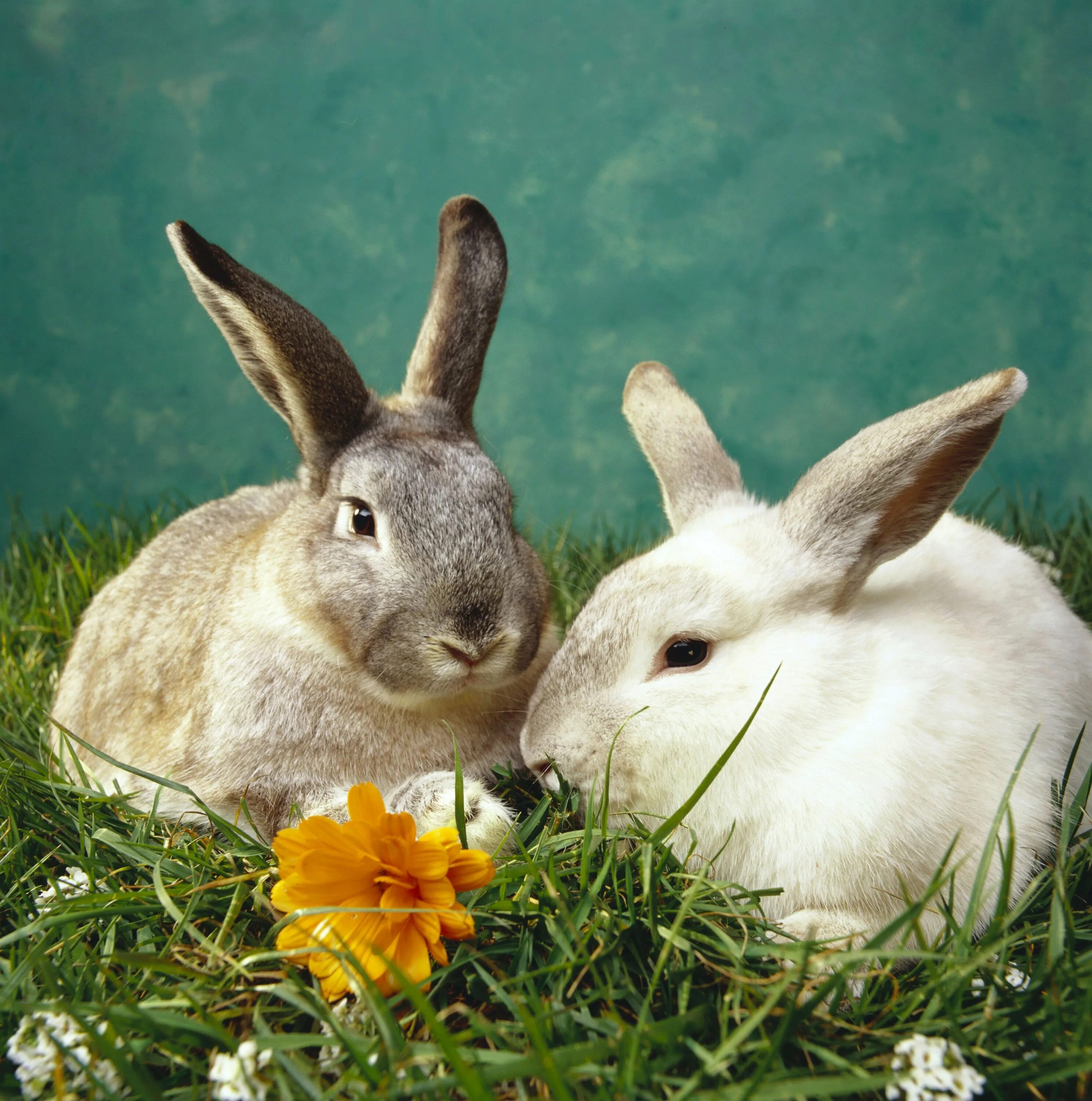 Три кролика. Зайцы вместе. Кролик фото. Кролик баран вислоухий великан. Заяц-русак.