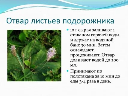 Лекарственные растения подорожник борщевик валериана ромашка