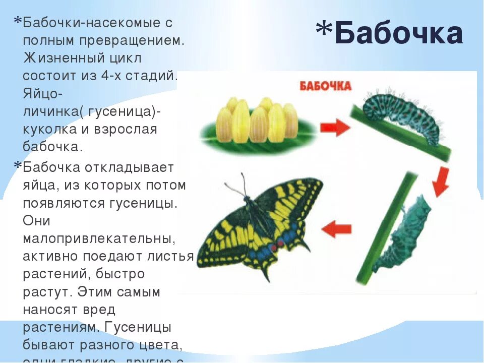 Стадия гусеницы