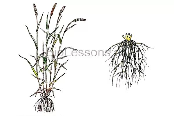 Пшеница мочковатая корневая. Мочковатая корневая система. Мочковатый тип корневой системы. Пшеница мочковатая корневая. Мочковатая система корня у пшеницы.