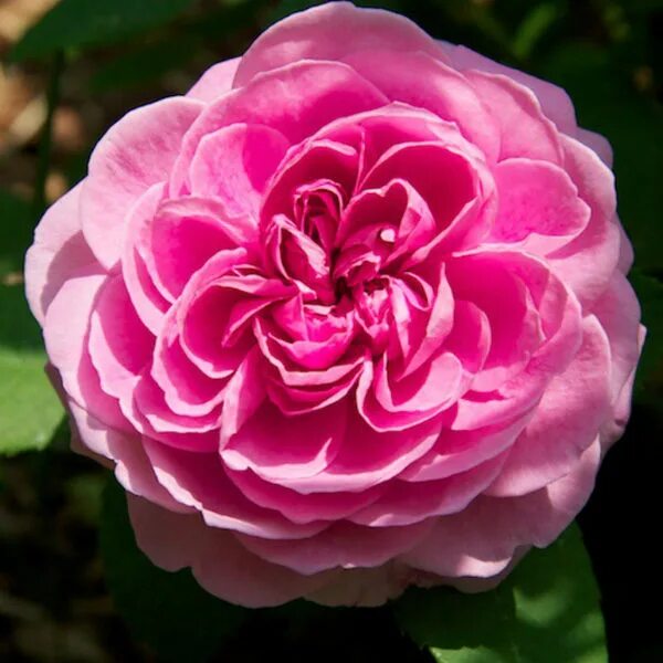 Роза Гертруда Джекилл (Gertrude Jekyll), C2