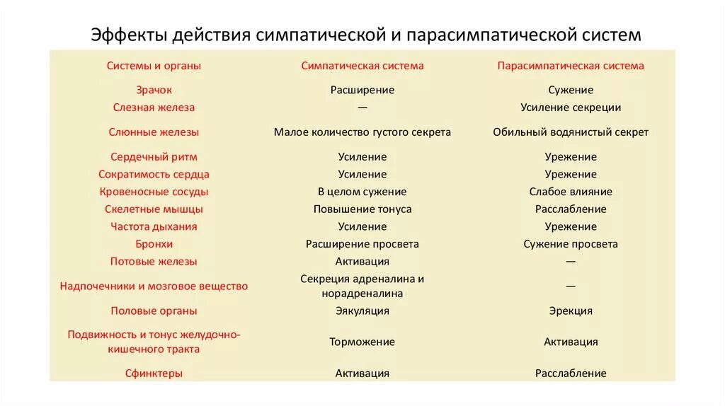 Симпатические нервы оказывают влияние. Парасимпатическая система и симпатическая система. Эффекты симпатической и парасимпатической систем. Симпатическая система влияние. Влияние симпатической и парасимпатической систем.