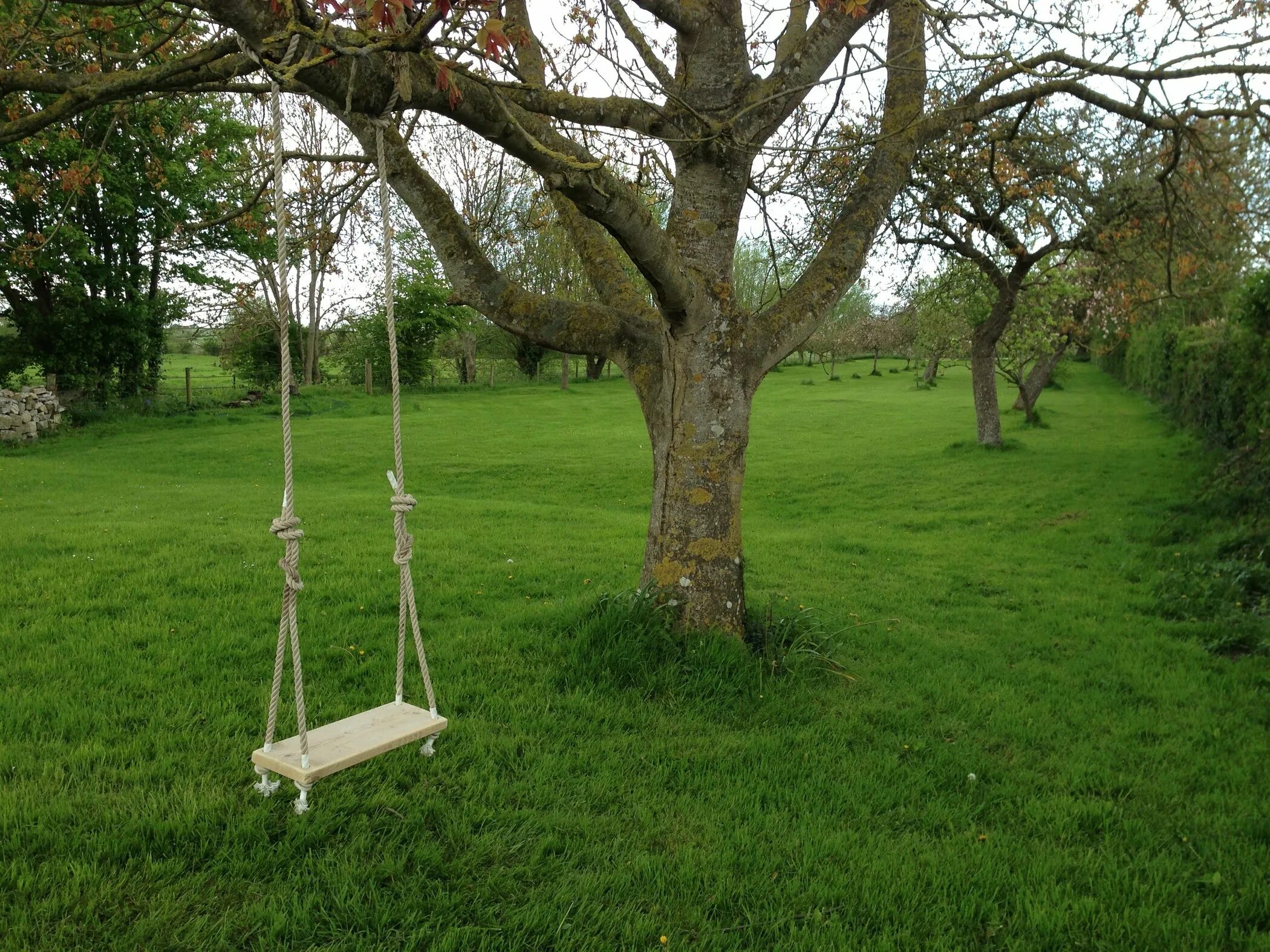 Swing tree