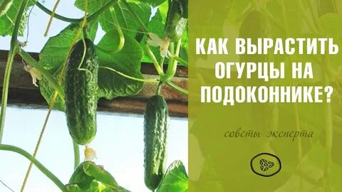 Чем подкормить огурцы на подоконнике