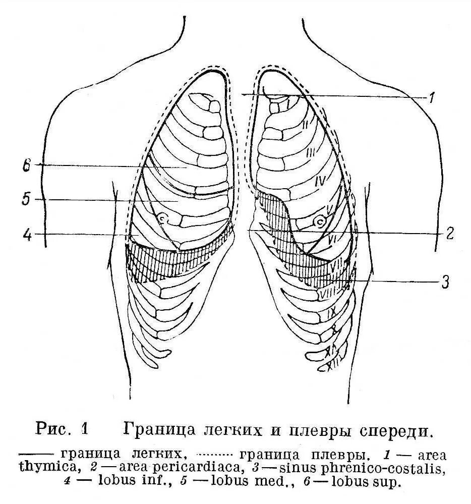 Проекция границ плевры на грудную стенку. Скелетотопия париетальной плевры. Границы плевры анатомия. Топография ребер грудной клетки. Границы легкого по ребрам