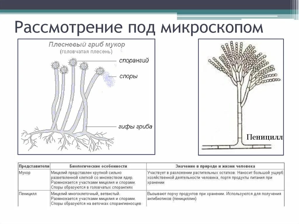 Низшие грибы строение. Пеницилл строение гриба егэ. плесневые грибы строение размножение. плесневый гриб пеницилл строение. пенициллин гриб строение.
