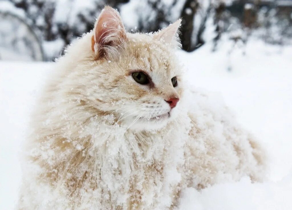 Снежки белые пушистые. Кошки зимой. Домашние животные и снег. Белый кот на снегу. Пушистый снежок.