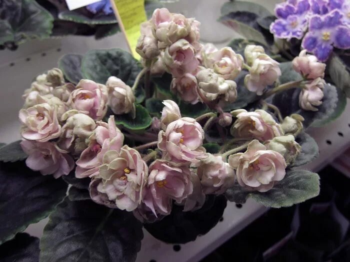 Полет валькирий обработка. Петер николай арбо дикая охота одина. Петер николай арбо дикая охота одина. Вагнер полет валькирий. Полет валькирий обработка.