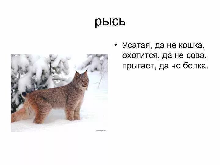 Рысь стих. Загадка про Рысь 2 класс. Загадка про Рысь 4 класс. Загадка про Рыся. Загадка про Рысь.