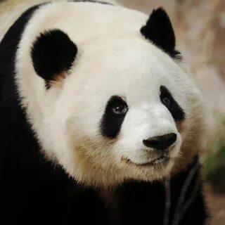 Panda book
