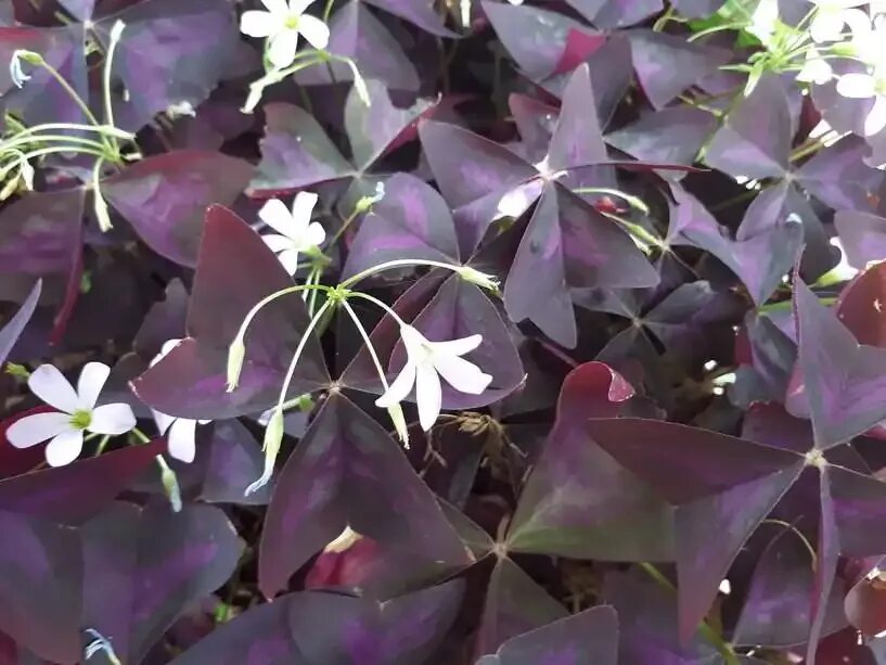Заячья капуста цветок комнатный фото Purple Shamrock (oxalis triangularis). folds up at night. Purple plants, Purple