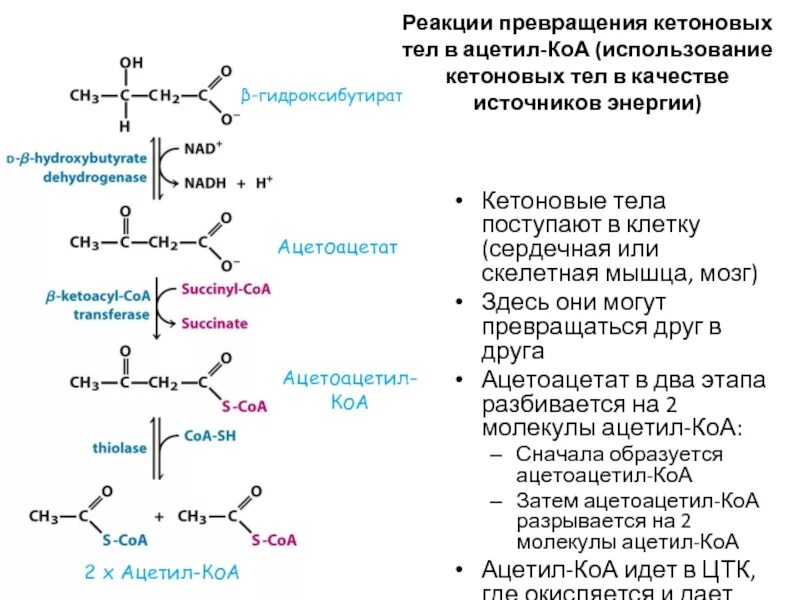 Взаимопревращение кетоновых тел. Образование кетоновых тел из лейцина. Синтез кетоновых тел биохимия. АЦЕТОАЦЕТИЛКОА-ацетил КОА-ацетилхолин. Превращение ацетил коа