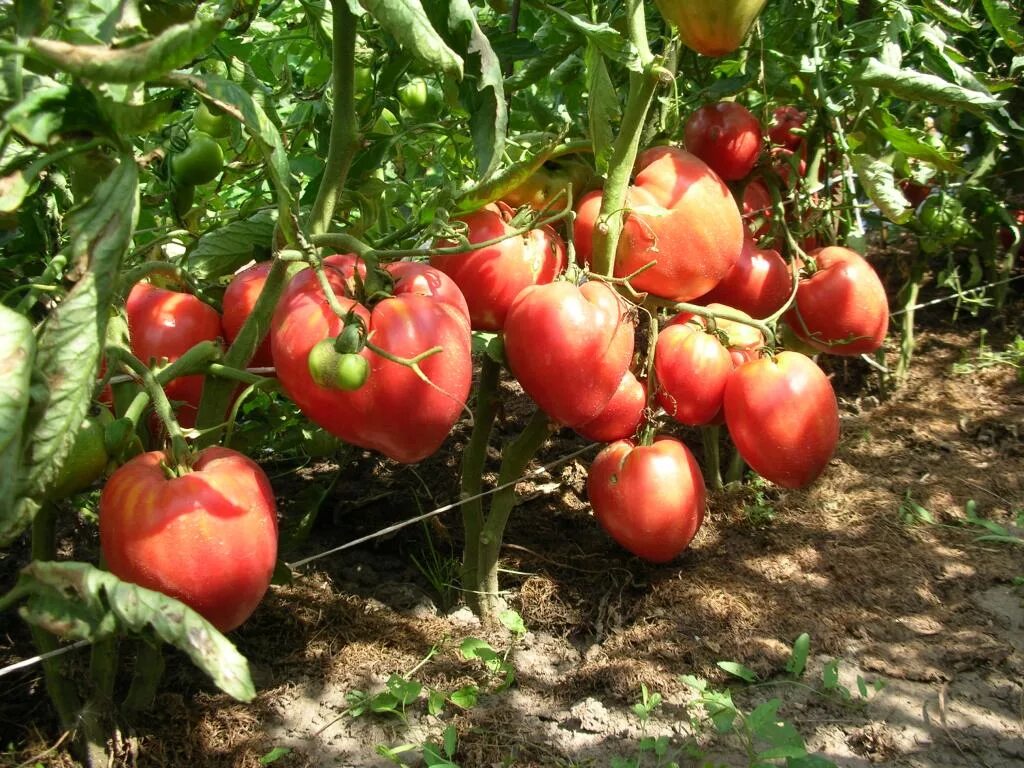 Какие сорта томатов посадить в сибири