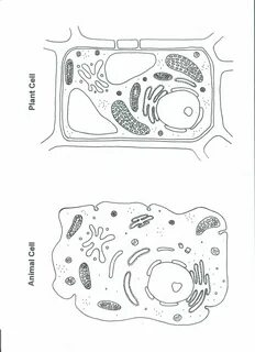 Plant Cell Coloring Worksheet Plant and Animal Cell Color Worksheet Biological S
