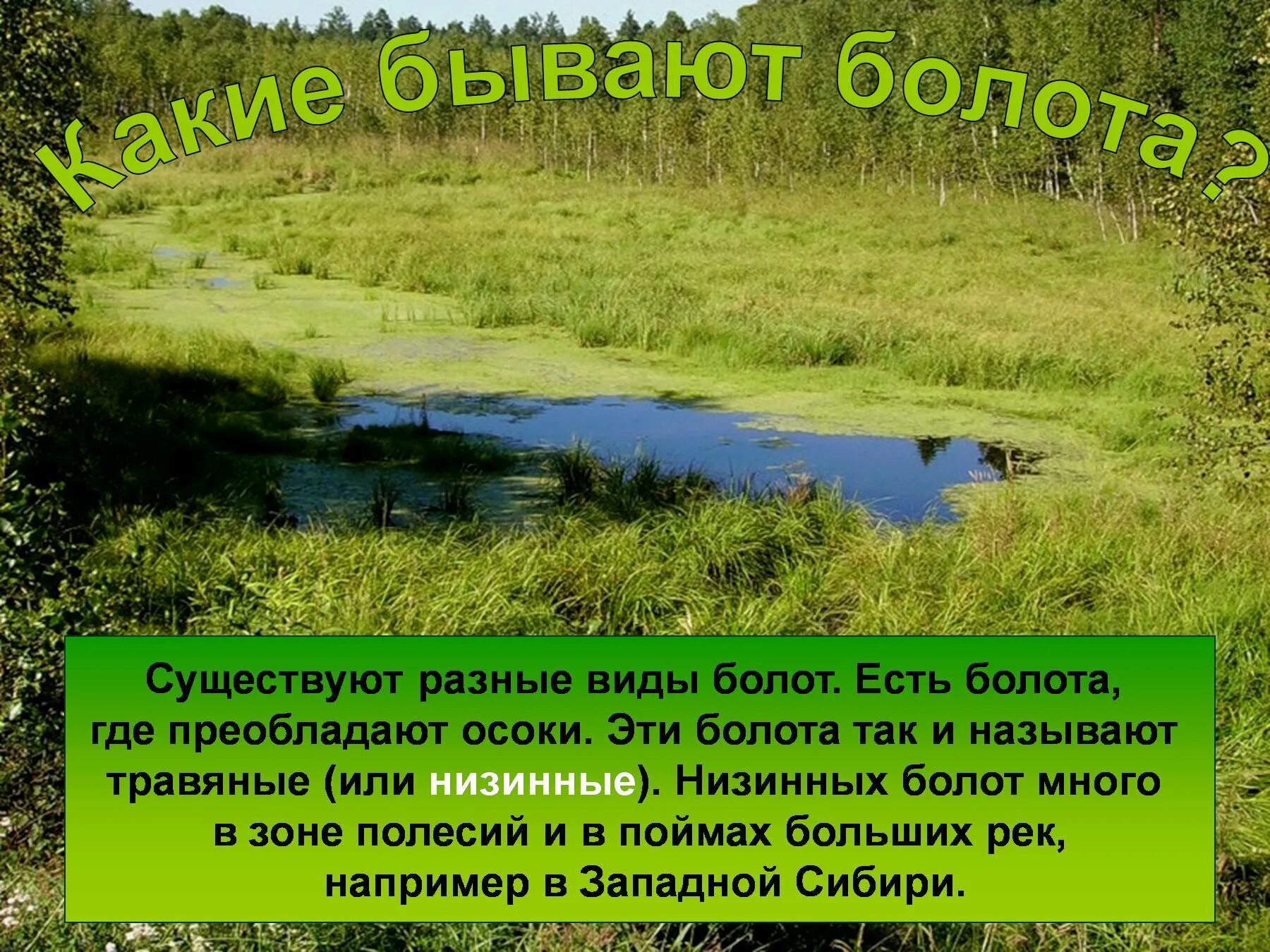 Сообщение про болото. Проект на тему болото. Болото 3 класс. Болото охрана природы. Охрана сообщества болото.