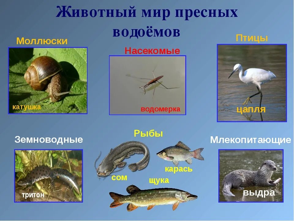 Обитатели пресных вод. Животные пресных водоемов. Животные обитающие в пресных водоемах. Обитатели пруда. Какие животные пресноводные