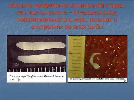 Личинки лентеца
