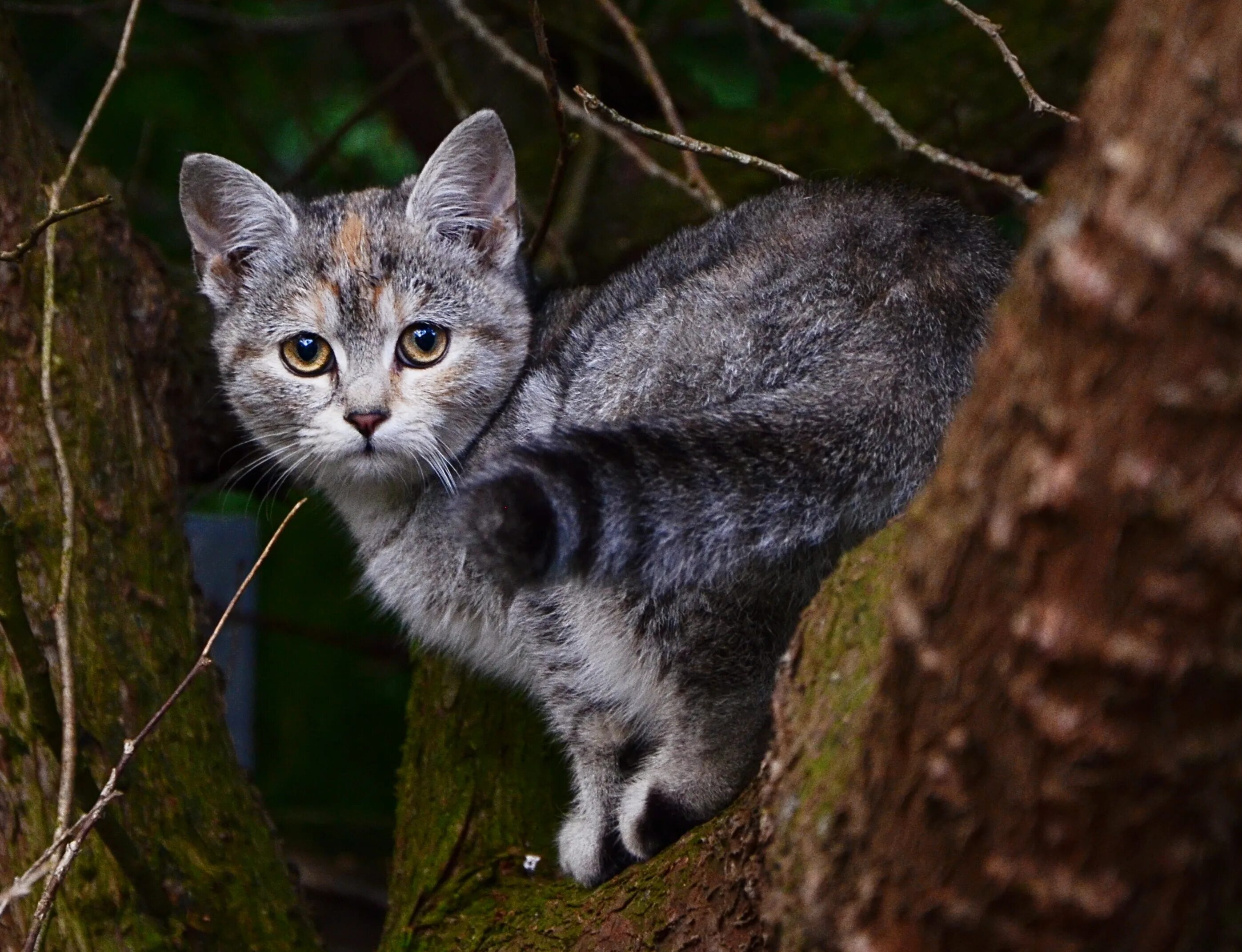 Кошка из лесов америки 6. Серый кот на дереве. серый котенок в лесу. кот полосатый на дереве. серая кошка на дереве.