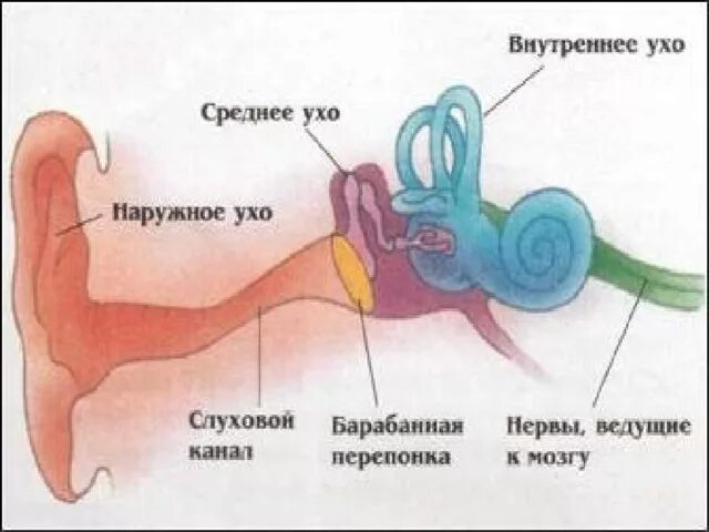 Уши орган слуха 3 класс окружающий мир. Строение уха млекопитающих. Строение уха птиц. Органы человека ухо. Рассказы про уши