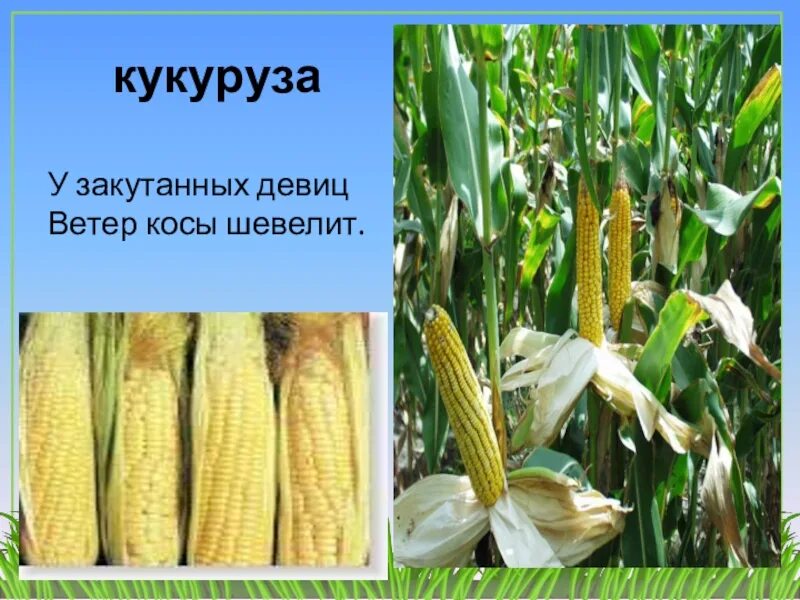 Кукуруза относится к группе. Зерновые культуры кукуруза. Кукуруза доклад. Кукуруза презентация. Дети кукурузы.