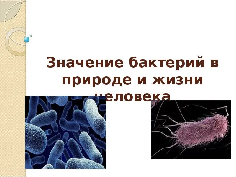 Значение бактерий в жизни человека впр. Бактерии в природе. Бактерии в природе и жизни человека. Бактерии в жизни человека. Значение микроорганизмов в природе.