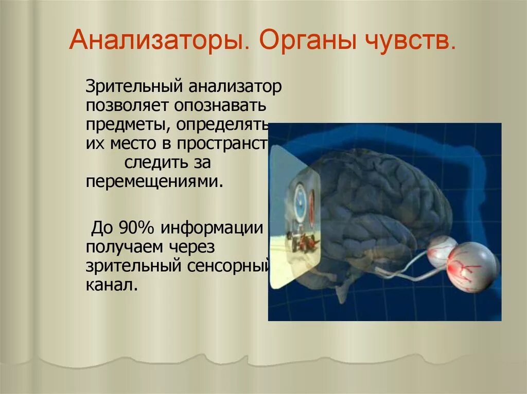 Презентация анализаторы органы чувств. Анализаторы органов чувств анатомия. Зрительный анализатор орган чувств. Строение анализаторов органов чувств. Органы чувств анализаторы 8 класс биология.