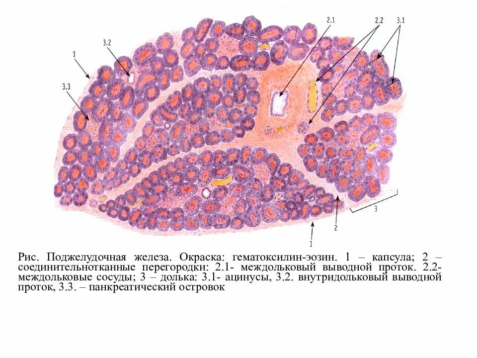 Строение поджелудочной железы гистология. Концевой отдел поджелудочной железы гистология. Срез поджелудочной железы гистология. Поджелудочная железа окраска гематоксилин-эозином.