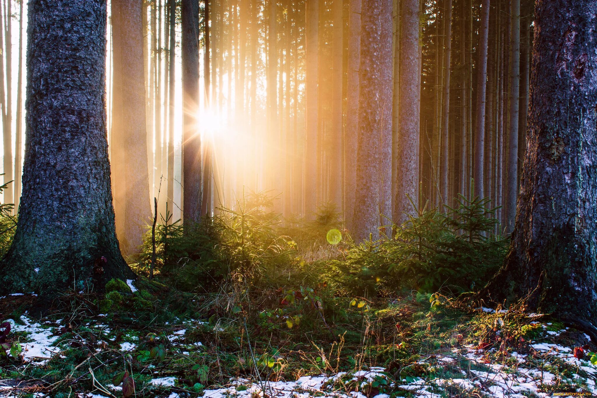 Чудо лес фото. Лес чудес 5. Лес с чудесами. Батутный центр иркутск лес чудес. Лес чудес 5.