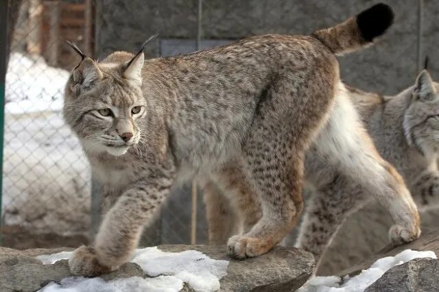 Lynx Lynx isabellinus. Туркестанская Рысь. Тянь Шаньская Рысь. Туркистон силовсини – Туркестанская Рысь – Lynx Lynx Linnaeus, 1758.
