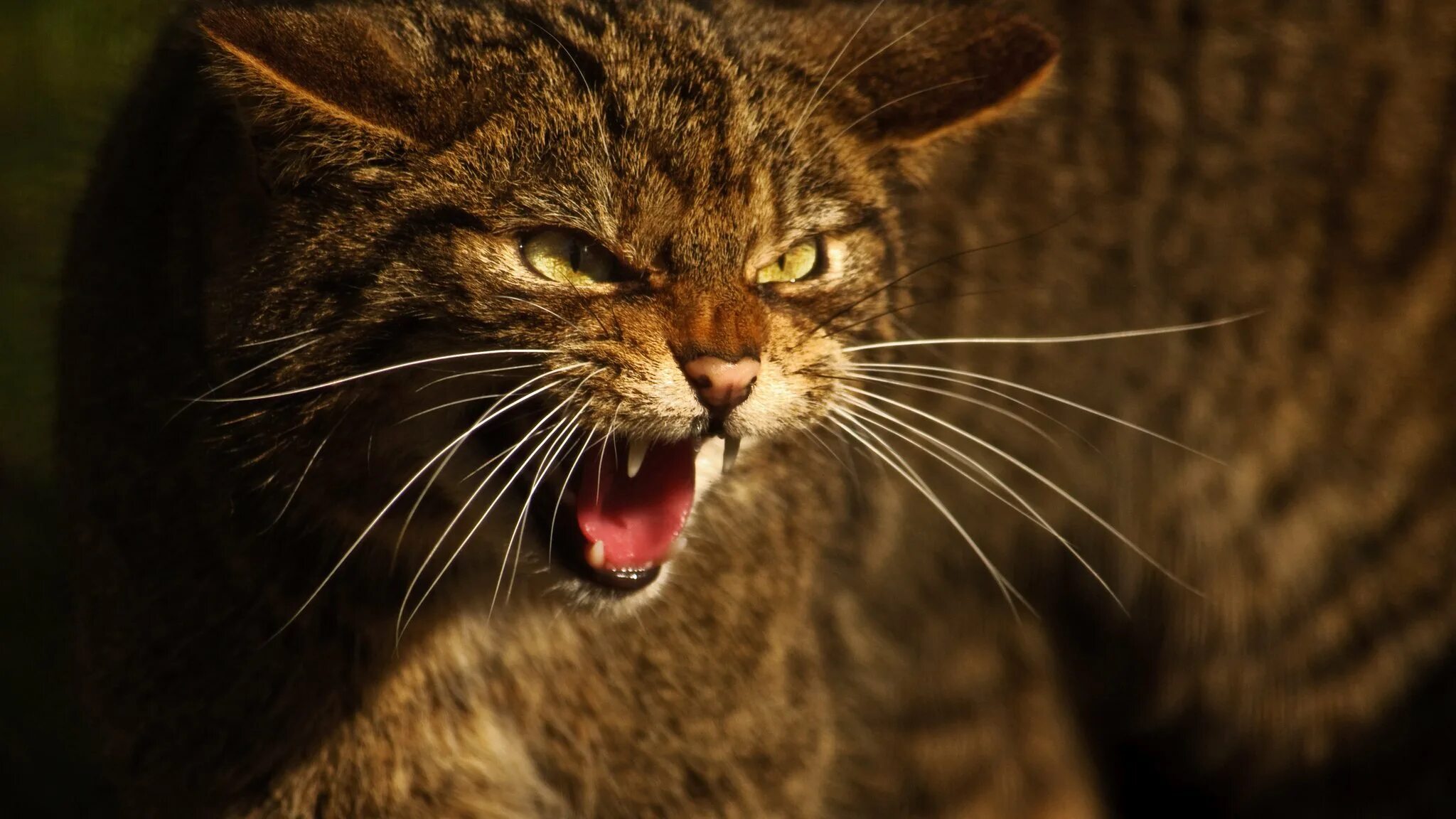 Cat most
