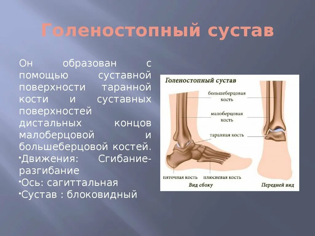 Голеностопный сустав это. Какими костями образован голеностопный сустав. Строение костей стопы и голени. Голеностопный сустав кости образующие сустав. Голеностопный сустав строение форма.