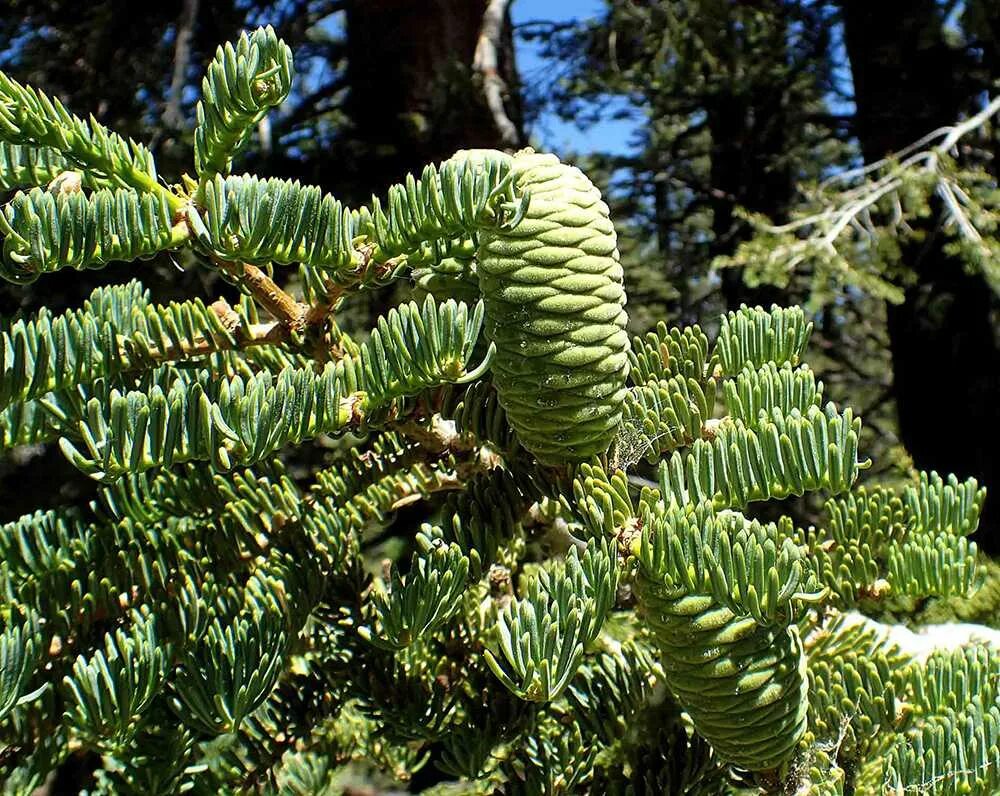Как называется пихта. Пихта abies concolor. пихта конколор &quot;abies concolor&quot;. пихта одноцветная компакта. пихта конколор (одноцветная).