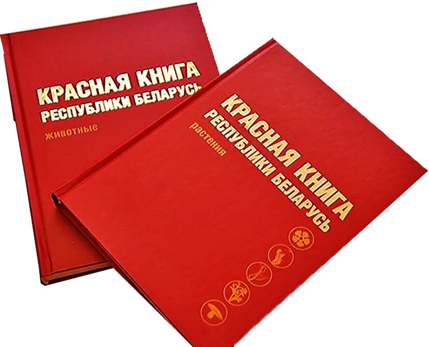 Красная книга сценарий