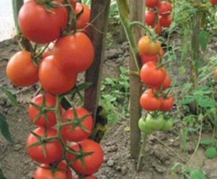 Отзывы интуиция f1 фото. Сорт помидор интуиция. Семена томат интуиция 1+1 f1. Томат интуиция f1. Интуиция ф1 томат.