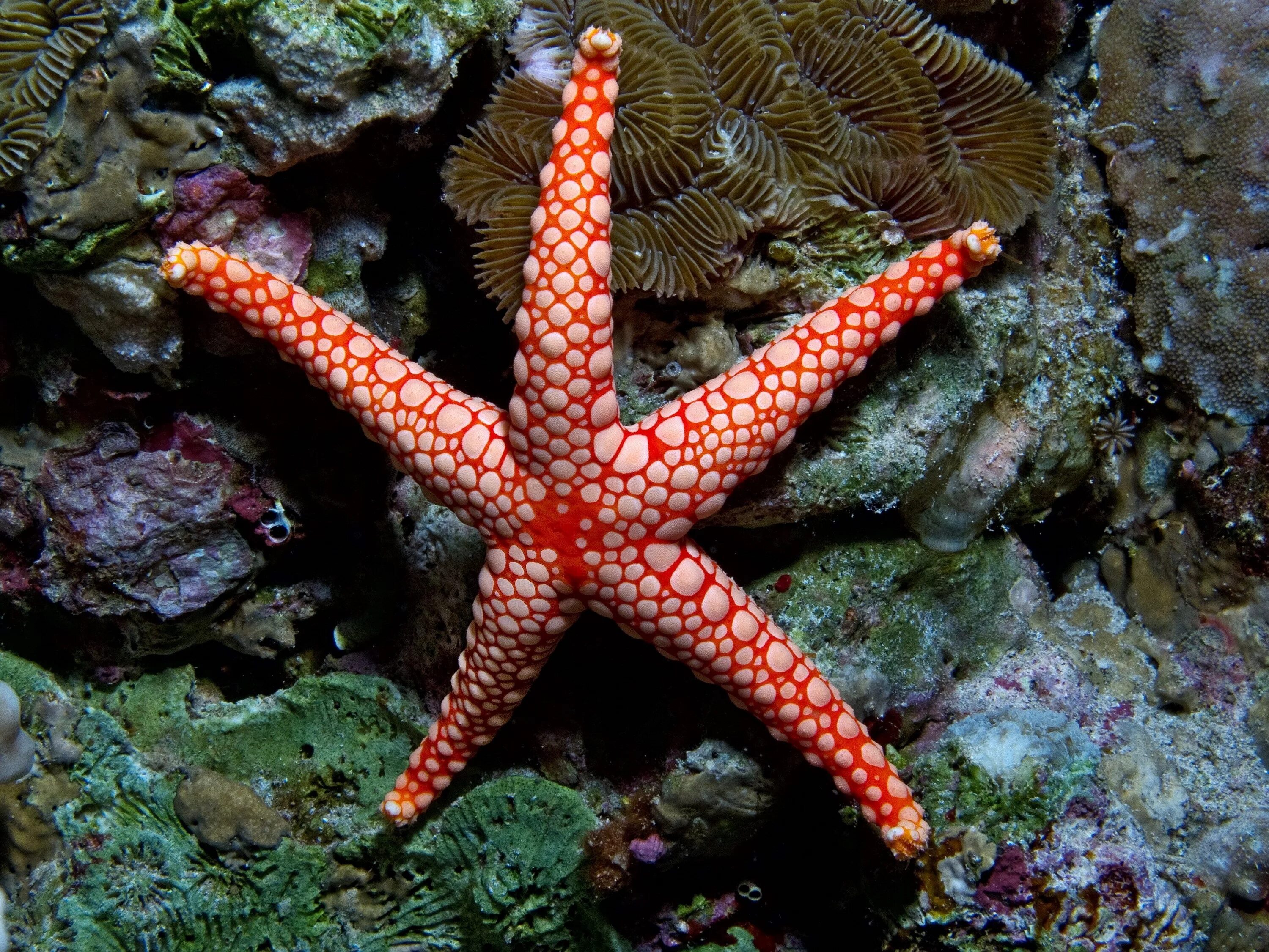 Морские обитатели 6 класс. Морская звезда кульцита новогвинейская. Fromia monilis. Иглокожие Барьерный риф. Радиальная симметрия иглокожих.
