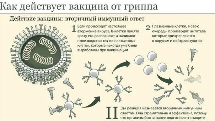 Вакцина против иммунитета. Схема действия вакцины. Принцип действия прививки. Принцип действия вакцины вакцинации. Механизм действия вакцин схема.